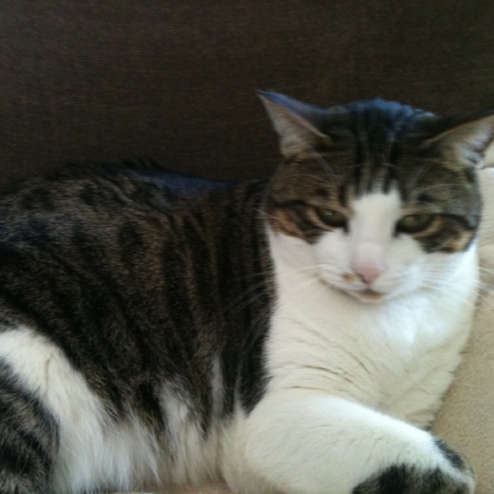 chat sexe carcassonne