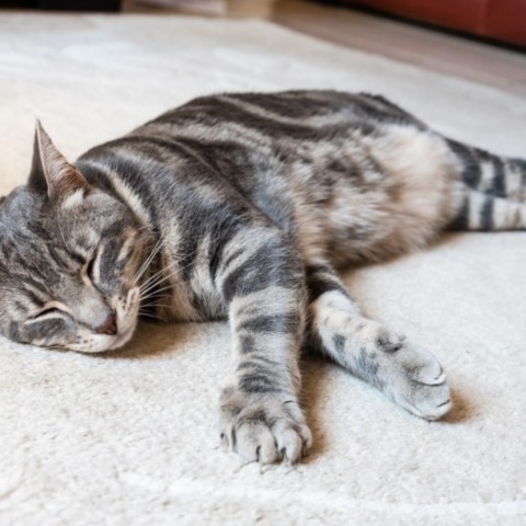 chat endormi