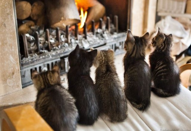 chat devant la cheminée