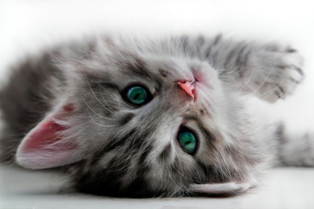 chaton
