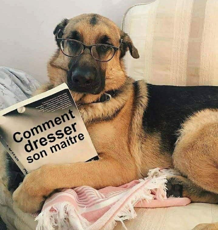 chien qui lit un livre