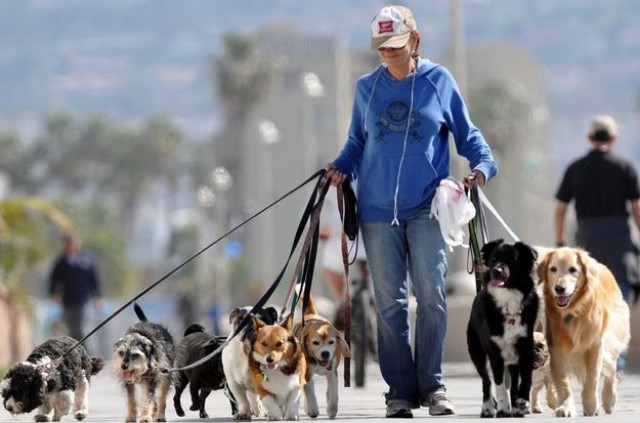 pet sitter avec de nombreux chiens