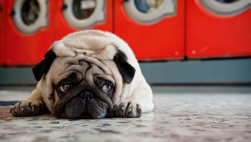 chien triste