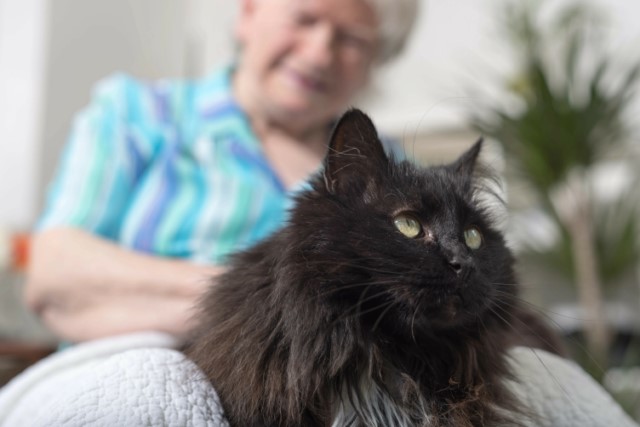chat sur genou senior
