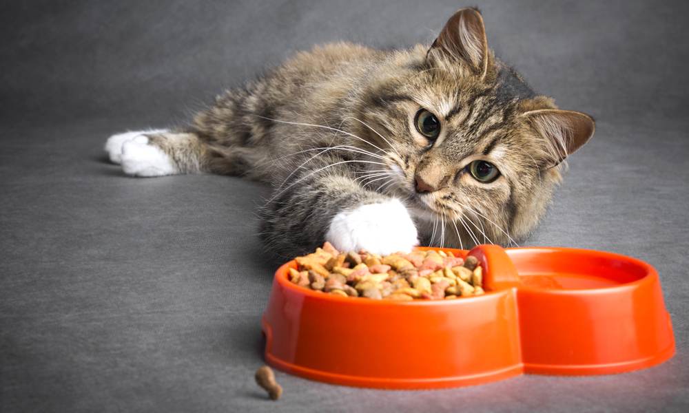 chat ne mange pas ses croquettes