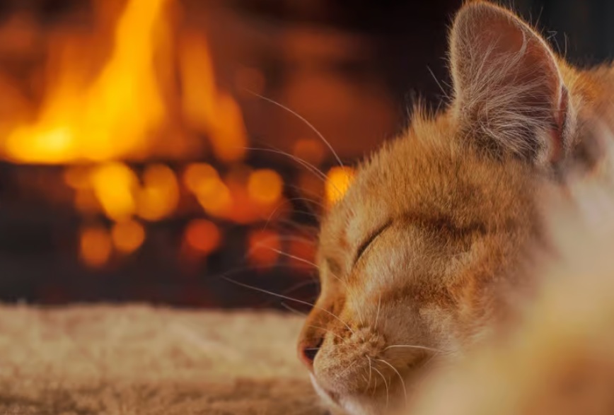 chat devant la cheminée