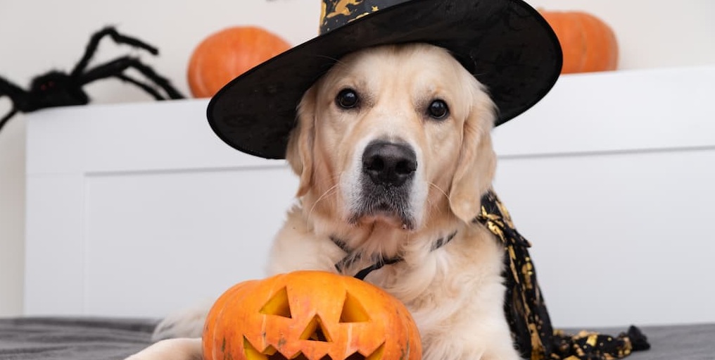 chien halloween