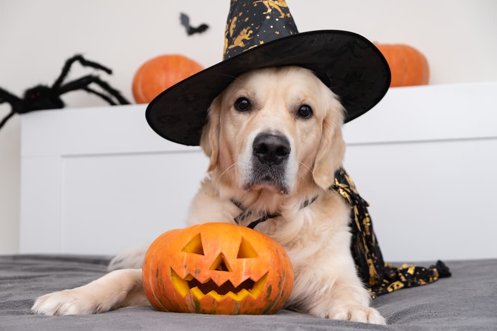 chien déguisé pour Halloween
