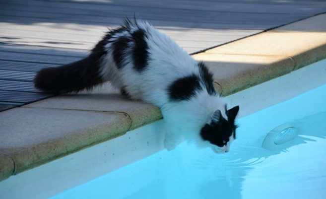 Chat boit dans la piscine