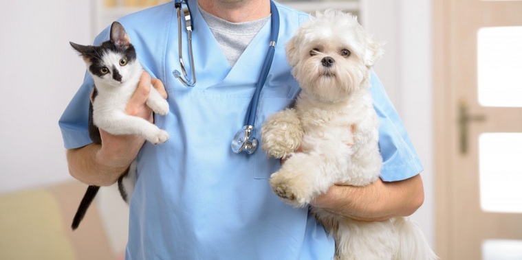 chien et chat vétérinaire
