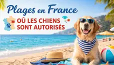 plages-autorisées-aux-chiens-en-2026