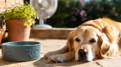 Canicule-et-chiens-mini