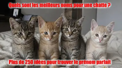 nom-de-chat-femelle-mini