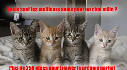nom-de-chat-male-mini