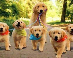 golden avec chiots