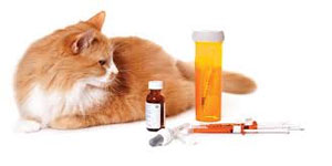 donner des médicaments à un chat