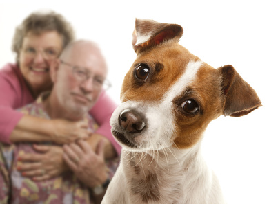 chien avec pet-sitter