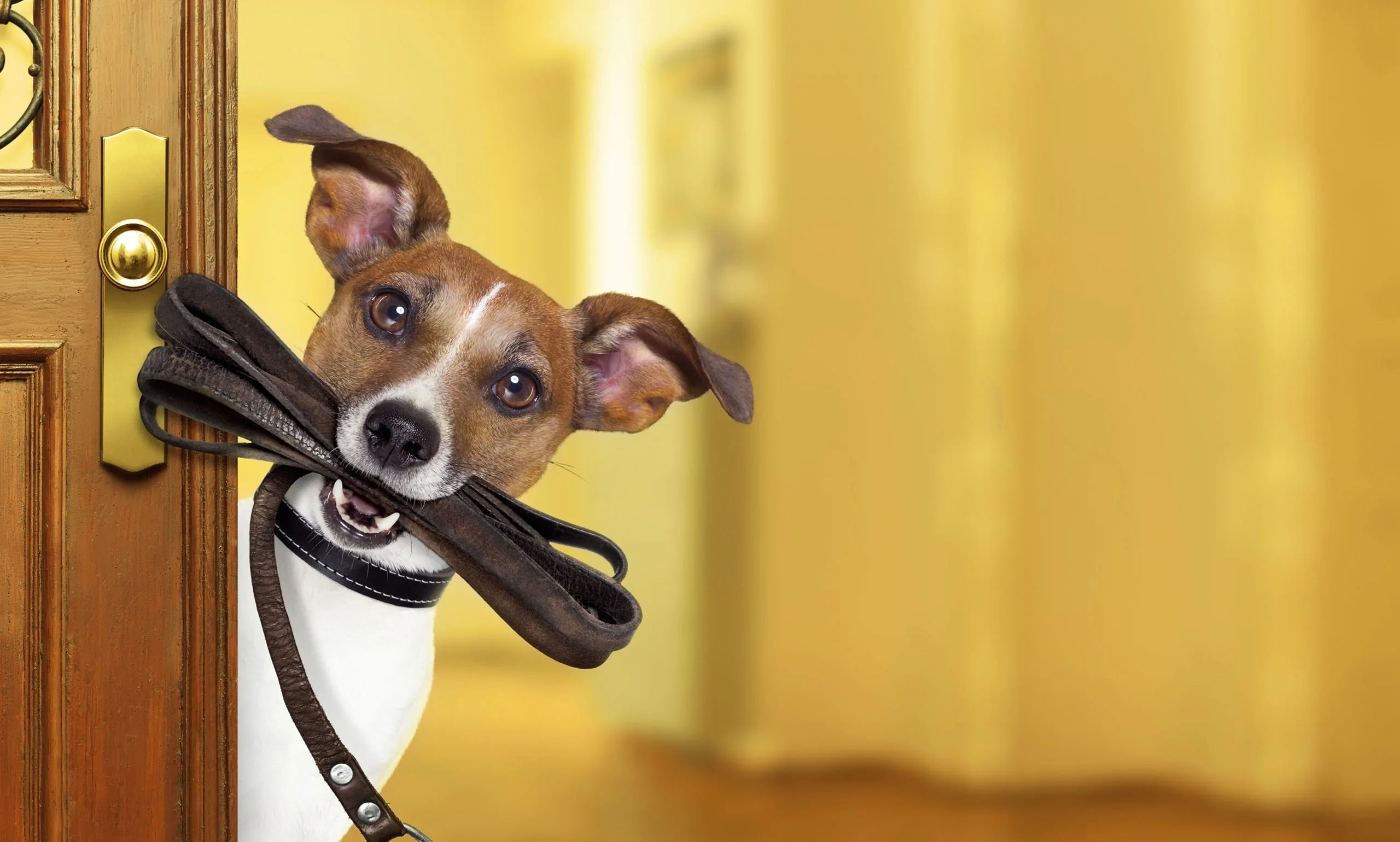 Garde d'animaux à Cerelles