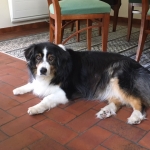 DINA