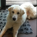 Okiko