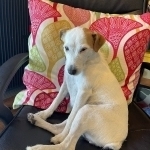 LILA