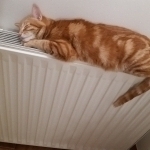 Toffee faisant la sieste