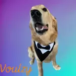 Voulzy 