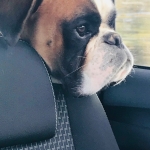 Newton : boxer