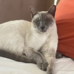 Tranquille au repos