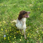 Selky 