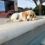 Tella