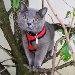 Sortie du chat
