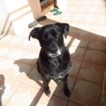 Renzo