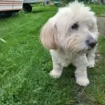Lili