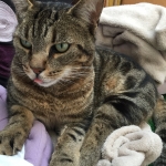 MARCELLO
