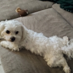 LOUNA