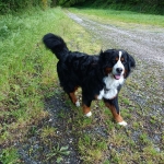 Siska en promenade 