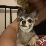 Jedi