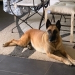 MYLA