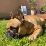 oscar