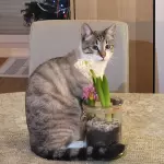 Tsuki
