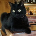 Bagheera