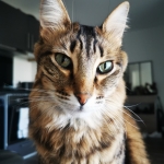 Paco