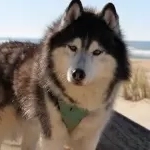 DANE