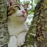 Jean-Mi arbre