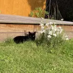Kiki dans les herbes