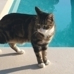 Ti chat au bord de la piscine