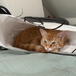 l'affaire est dans le sac !