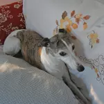 Lavie sur son canapé