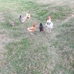 boby et les poules